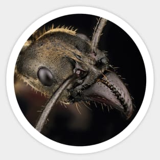 Texas bullet ant. Sticker